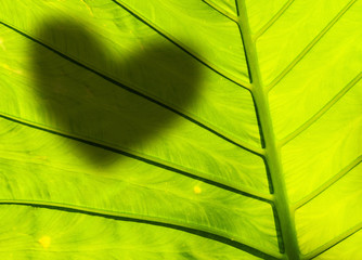 Green leaf with sharp of heart