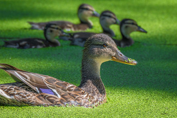 Stockente (Anas platyrhynchos) Weibchen mit Küken auf einem Tümpel mit Wasserlinsen