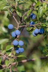 Schlehe Schlehdorn (Prunus spinosa) Früchte