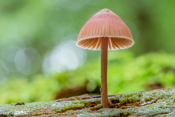 Pilz Helmling (Mycena) auf einem toten Baum