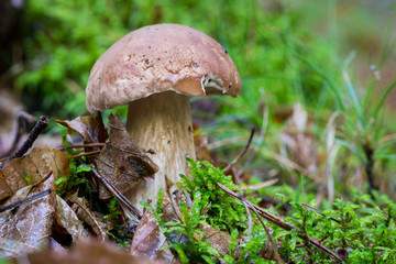 Steinpilz (Boletus edulis) im Herbstwald