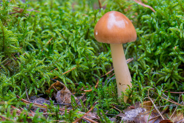 Pilz im Herbstwald in Moos