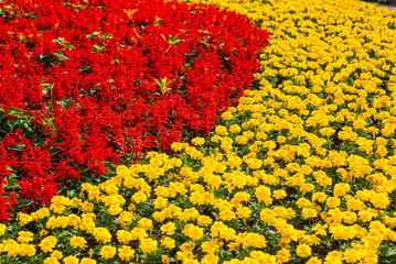 flowers plantation Royal Ratchaphruek Park