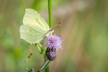 Zitronenfalter (Gonepteryx rhamni) auf Bl&uuml;te