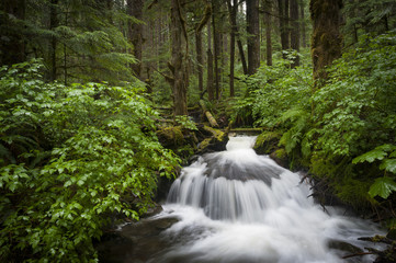 Obraz premium Rainforest Creek. Wells Creek is located near Nooksack Falls and is carpeted with moss and vibrant green ferns with cedar and fir trees lining the water. 