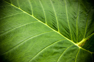 Hoja verde