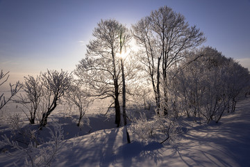 朝日を浴びる霧氷の並木道