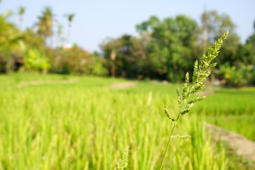 rice paddy in the feild