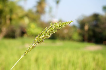 rice paddy in the feild