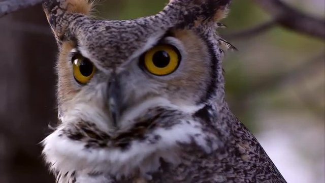 Great horned owl's head swiveling and hooting.