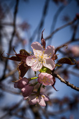 Sakura blossoms