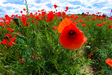 Mohnblumen