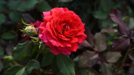 Red roses close up. Background.