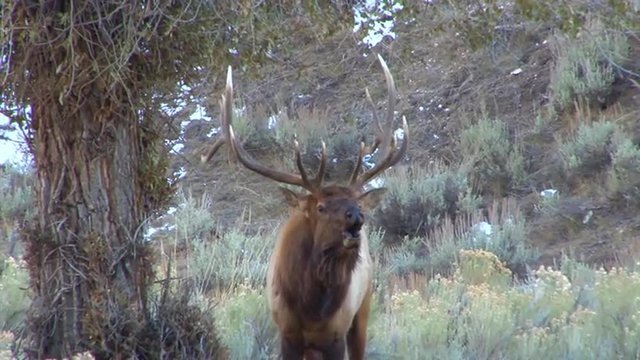 A large elk walks through the forest and calls out to a mate.