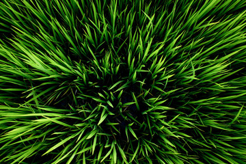 beatiful green rice field from the top view background