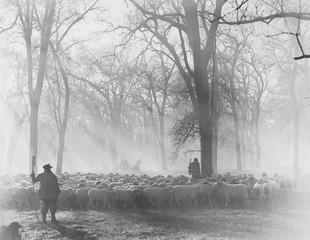 Leading the Flock  sheepherders at work 