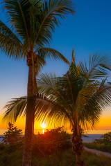 Palm Trees at Sunset