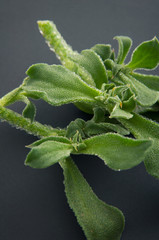 アイスプラント