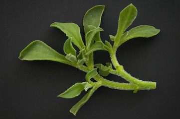 Obraz premium アイスプラント