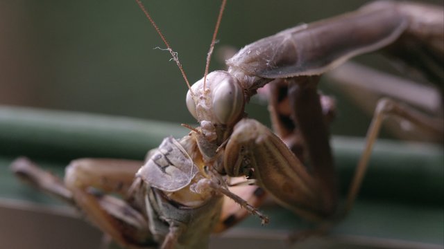 Extreme tight shot of praying mantis eating a grasshopper's head.