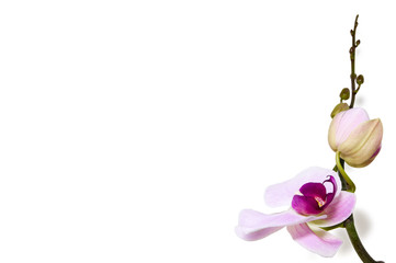 Orchid background on white