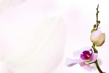 Orchid background on bud backdrop