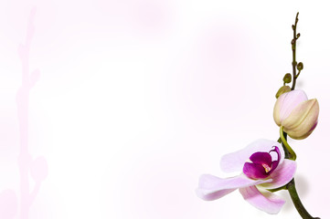 Orchid background on stem backdrop