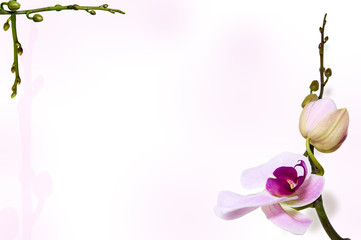 Orchid background on stem backdrop. Stems in the top left corner
