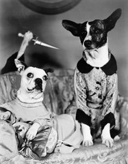 Two dogs sitting on a couch with a dog attaching them from behind with a knife 