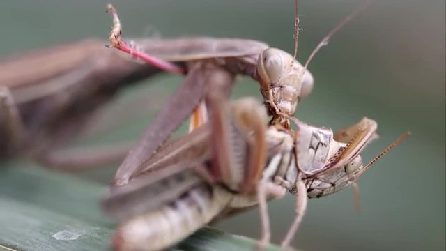 Tight shot of a praying mantis devouring a grasshopper while on a leaf.
