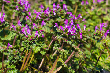 Henbit