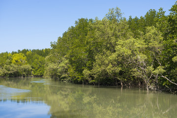 mangrove forest tropical rainforest