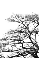 Silhouette dead big tree with bird on branch in black and white