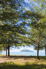 pine tree on the beach