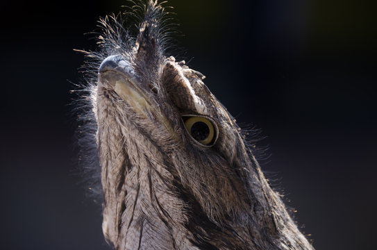 Closeup of the Tawny Frogmouth bird which is indigenous to Australia. It is the master of camouflage and blends in with tree trunks disguising itself as a tree stump.