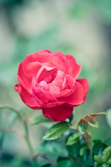 Closeup red rose flower in a Garden