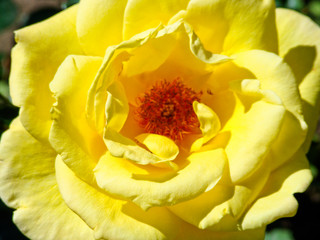 Yellow rose