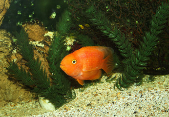 Aquarium with plants and shells