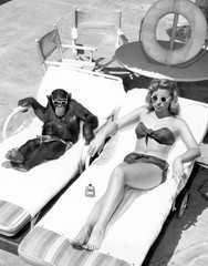 Chimpansee en een vrouw die aan het zonnebaden is