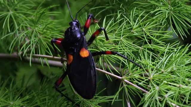 Mombo Assassin Bug Crawling On A Tree Branch.