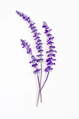 Crédence de cuisine en verre imprimé Lavande lavender flower on white background