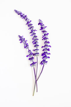 Fototapeta lavender flower on white background