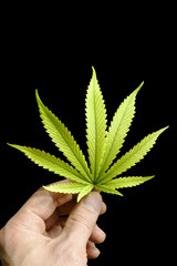Hand Holding Perfect Marijuana Leaf Isolated by Black Background