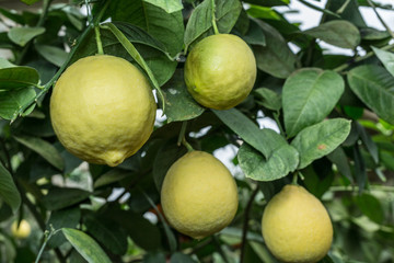 Lemon fruits on the tree.