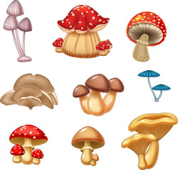 Illustration of mushroom collection