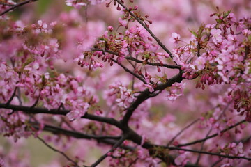 Obraz premium 河津桜