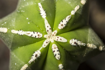 Closeup view of a Marginatocereus marginatus cactus with the typical star shape