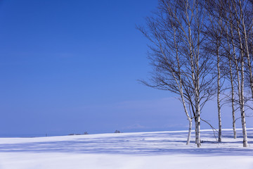 Fototapeta na wymiar 北の大地の雪景色