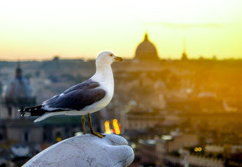 Gull against the background of a sunset over the historic part of Rome. Italy