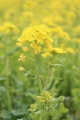 Obraz premium 菜の花
